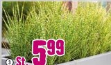 Aktuelle Pflanzen Angebote bei Hornbach in Braunschweig Aktuelles Chinaschilf „Gold Bar“ Angebot bei Hornbach in Braunschweig ab 5,99 €