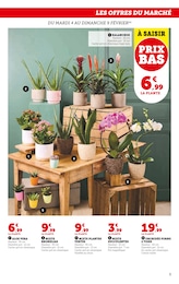 Offre Orchidée dans le catalogue Super U du moment à la page 5