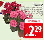 Aktuelle Geranien Angebote bei EDEKA in Regensburg Aktuelles Geranien Angebot bei EDEKA in Regensburg ab 2,29 €