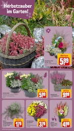 Herbstdeko Angebot & Preis im aktuellen REWE Prospekt Herbstdeko Angebot im aktuellen REWE Prospekt auf Seite 8