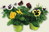 Pensée pot dans le catalogue Netto