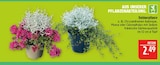 Outdoorpflanze Chrysanthemen Aubisque im Angebot bei Marktkauf in Fürth Outdoorpflanze Chrysanthemen Aubisque Angebote bei Marktkauf Fürth für 2,49 €