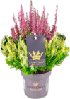 Besenheide Colour Crown bei EDEKA im Prospekt "" für 2,49 €