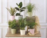 Mixte Plantes Vertes en promo chez Super U Quimper à 5,99 €