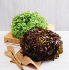 Feuille de Chêne Rouge dans le catalogue U Express