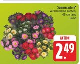 Sommerastern bei EDEKA im Prospekt "" für 2,49 €