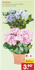 Aktuelle Hortensie Angebote bei Netto Marken-Discount in Münster Aktuelles Hortensien Angebot bei Netto Marken-Discount in Münster ab 3,99 €