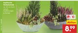 bepflanzte Herbstschale im Angebot bei Netto Marken-Discount in Singen bepflanzte Herbstschale Angebote bei Netto Marken-Discount Singen für 8,99 €