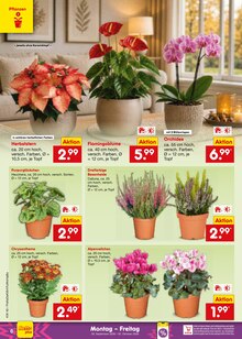 Zimmerpflanzen im aktuellen Netto Marken-Discount Prospekt (Essen) Zimmerpflanzen im Netto Marken-Discount Prospekt "Aktuelle Angebote" mit 72 Seiten (Essen)