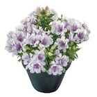 Alstroemeria Angebot in Kienberg Alstroemeria im aktuellen Prospekt bei Lidl in Kienberg