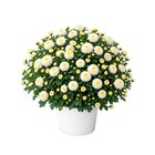 Chrysanthème pomponette en promo chez Carrefour Vannes à 3,89 €