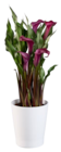 Calla en pot céramique en promo chez Lidl Saint-Maur-des-Fossés à 5,99 €