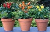 Promo Capsicum ou solanum à 2,90 € dans le catalogue Hyper U à Alès