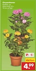 Chrysanthemen von  im aktuellen Netto Marken-Discount Prospekt für 4,99 €