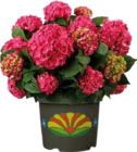 Aktuelle Hortensie Angebote bei Globus-Baumarkt in Koblenz Aktuelles Garten-Hortensie (Hydrangea macrophylla) Angebot bei Globus-Baumarkt in Koblenz ab 9,99 €
