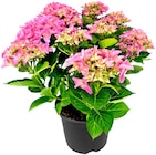 Hydrangea Hortensia Angebote bei REWE Schwäbisch Hall für 7,50 €