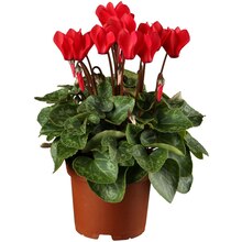 OBI Herbst-Alpenveilchen Topf-Ø ca. 11 cm Cyclamen Angebot in Leuna im aktuellen Prospekt bei OBI in Leuna