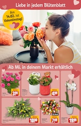 REWE Blumen im Prospekt 