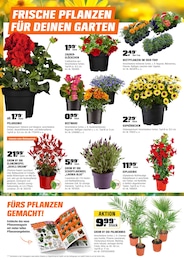 OBI Balkonpflanzen im Prospekt 