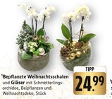 Aktuelle Pflanzen Angebote bei EDEKA in Heilbronn Aktuelles Bepflanzte Weihnachtsschalen und Gläser Angebot bei EDEKA in Heilbronn ab 24,99 €