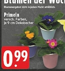 EDEKA Bünde - Primeln Angebot im Prospekt Primeln bei EDEKA im Bünde Prospekt für 0,99 €