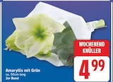 Amaryllis mit Grün Angebote bei EDEKA Falkensee für 4,99 €