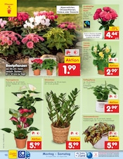Blumen im Netto Marken-Discount Prospekt in Lehrte Aktueller Netto Marken-Discount Prospekt mit Blumen, "Aktuelle Angebote", Seite 14