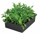 Aktuelles Rucola Angebot bei Dehner Garten-Center in Duisburg ab 2,89 €