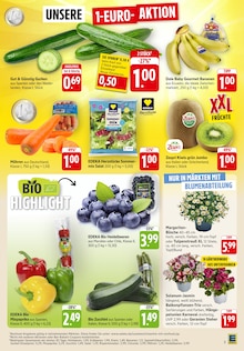 Geranien im aktuellen EDEKA Prospekt (Saarbrücken) Geranien im EDEKA Prospekt "Aktuelle Angebote" mit 47 Seiten (Saarbrücken)