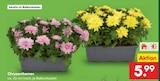 Aktuelles Chrysanthemen Angebot bei Netto Marken-Discount in Hamburg ab 5,99 €