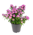 Aktuelle Blumen Angebote bei Penny in Hildesheim Aktuelles Glattblatt-Aster Angebot bei Penny in Hildesheim ab 1,69 €