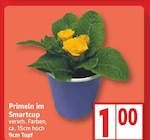 Primeln im Smartcup von  im aktuellen EDEKA Prospekt für 1,00 €