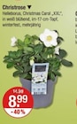 Helleborus, Christmas Carol "XXL" Angebote bei V-Markt München für 8,99 €