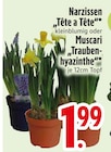 Narzissen "Tête a Tête" oder Muscari "Traubenhyazinthe" von  im aktuellen EDEKA Prospekt für 1,99 €