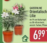 Orientalisch Lilie von Gardenline für 6,99 € bei ALDI Nord im Angebot Orientalisch Lilie von Gardenline im aktuellen ALDI Nord Prospekt
