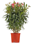 Oleander von Grow by OBI im aktuellen OBI Prospekt für 14,99 €