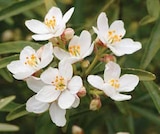 Aktuelles Orangenblume White Dazzler Angebot bei Dehner Garten-Center in Oberhausen ab 9,99 €
