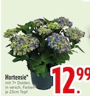 Hortensie von  im aktuellen EDEKA Prospekt für 12,99 €