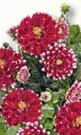 Dahlien Dahlia bei BAUHAUS in Augsburg Dahlien Dahlia im Angebot bei BAUHAUS Augsburg für 7,99 €