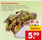 Dreimasterblumen im Angebot bei Netto Marken-Discount in Mainz Dreimasterblumen Angebote bei Netto Marken-Discount Mainz für 5,99 €