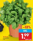 Basilikum im Angebot bei Netto Marken-Discount in Jena Basilikum Angebote bei Netto Marken-Discount Jena für 1,99 €