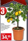 Citrus limon Angebot in Zühlsdorf Citrus limon im aktuellen Prospekt bei BAUHAUS in Zühlsdorf