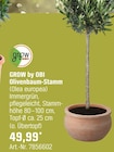 Olivenbaum-Stamm von GROW by OBI für 49,99 € bei OBI im Angebot Olivenbaum-Stamm von GROW by OBI im aktuellen OBI Prospekt