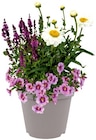 Pflanzentrio Bloomatch im Angebot bei REWE in Velbert Pflanzentrio Bloomatch Angebote bei REWE Velbert für 7,99 €