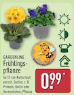 Frühlingspflanze von Gardenline im aktuellen ALDI Nord Prospekt für 0,99 €