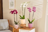 Orchidée - Carrefour à Asnières-sur-Seine Orchidée en promo chez Carrefour Asnières-sur-Seine à 9,99 €