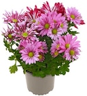 Aktuelles Chrysantheme »Best Friends« Angebot bei REWE in Aachen ab 2,79 €