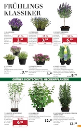 Heckenpflanzen im Dehner Garten-Center Prospekt in Herne Aktueller Dehner Garten-Center Prospekt mit Heckenpflanzen, "Aktuelle Angebote", Seite 5