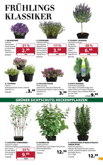 Lavendel im Dehner Garten-Center Prospekt "Aktuelle Angebote" mit 18 Seiten (Köln)