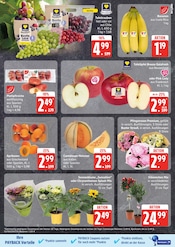 Ähnliche Weihnachtsstern Angebote im Prospekt "Top Angebote" von EDEKA in Stralsund Ähnliche Angebote wie Weihnachtsstern im Prospekt "Top Angebote" auf Seite 9 von EDEKA in Stralsund